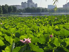 -莲花池公园