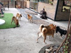 -柴犬高等学院·狗咖·柴犬售卖·宠物训练