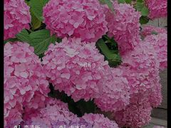 -布谷社(王府井喜悦店)