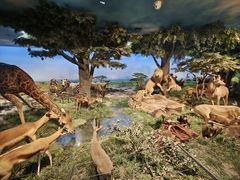 -国家自然博物馆