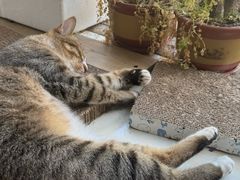 -御宝贝·A梦猫科宠物医院(国际猫友好医院)