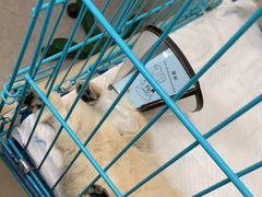 -喜多萌中农锦绣动物医院24H·猫科·牙科MRI·CT