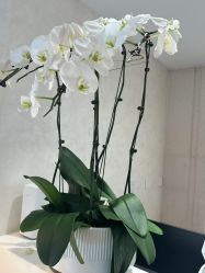 -贝黎诗SPA