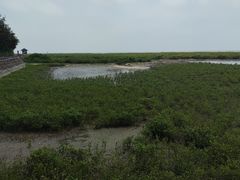 -北海金海湾红树林生态旅游区