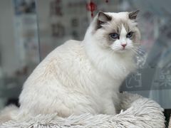 -爱洗澡的猫(天河路店)