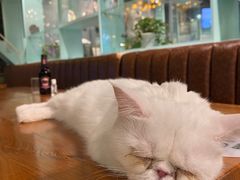 -猫小院猫主题餐厅(三里屯店)