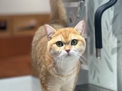 -有猫主题·治愈系猫咖(曾厝垵店)