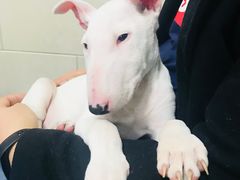 -萌兽医馆·绝育·24小时内科·宠物医院(德胜店)