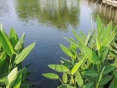 -新江湾城公园