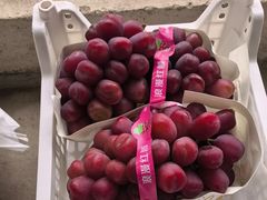 -马陆小张葡萄园农家乐