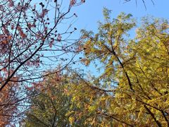 -春花秋色城市公园