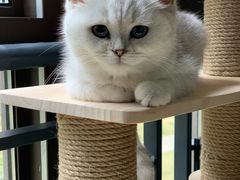 -lincat·猫舍(广州店)