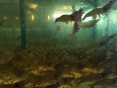 -Isla Sugbu Seafood City