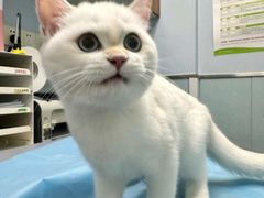 -纳吉亚猫专科动物诊疗中心(蒋宅口分院)