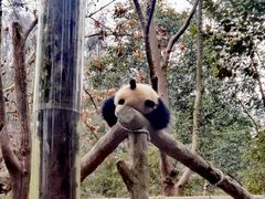 -都江堰中华大熊猫苑
