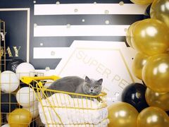 -超宠爱宠物摄影-Super pet