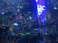 -迪拜帆船酒店海底餐厅