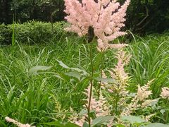 -西湖风景区-江洋畈生态公园