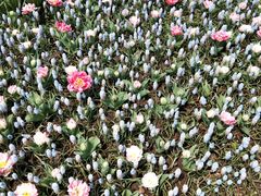 -上海鲜花港