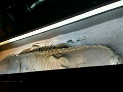 -世界恐龙谷景区