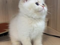 -喵zoo家庭繁育猫舍(尖东智能花园店)