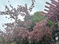 -青枫公园
