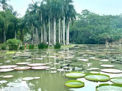-中国科学院西双版纳热带植物园