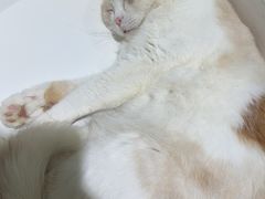 -藏猫猫咖啡主题馆(中央大道店)