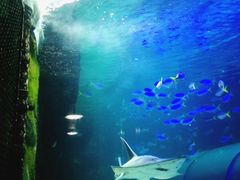 -悉尼海洋生物水族馆