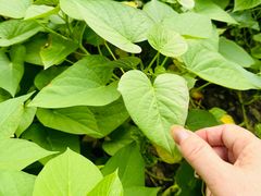 -梧桐人家中国太平国际健康颐养社区