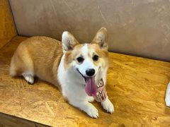 -趣多多宠物公园·宠物训犬学校·宠物寄养