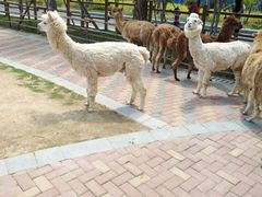 -灵玲国际马戏城