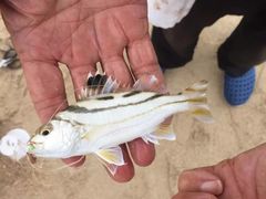 -西涌国际滨海旅游区