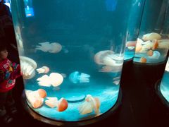 -悉尼海洋生物水族馆