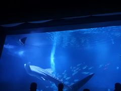 -烟台海昌鲸鲨海洋公园