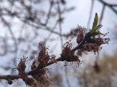 -桃花堤公园