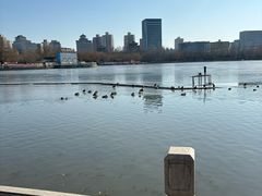 -莲花池公园