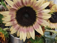 -植物学家的女儿(北马道巷店)