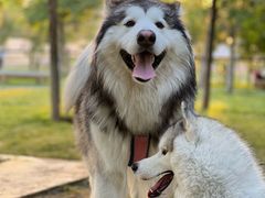 -爪吧宠物乐园 (温榆河示范区店)