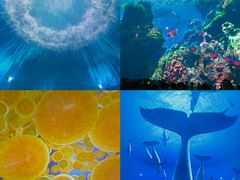 -海合安武汉极地海洋公园