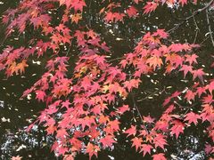 -秋霞圃