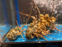 -Mr·Fish鱼鲜生海鲜放题(银泰in99店)