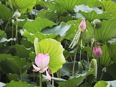 -荔湾湖公园