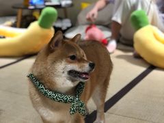 -逗柴咖啡屋·狗咖猫咖宠物桌游