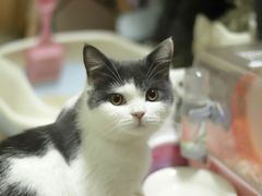 -瑞鹏宠物医院·夜间急症·心超·猫科(祖庙分店)