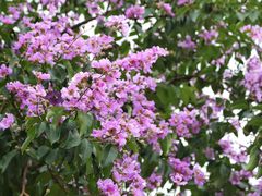 -星海音乐学院(沙河校区)