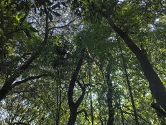-杭州植物园