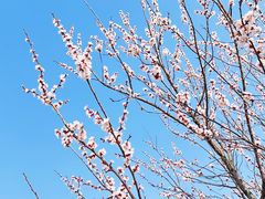 -上海滨江森林公园