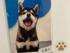 -逗柴咖啡屋·狗咖猫咖宠物桌游