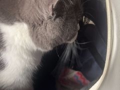 -瑞派福兴宠物医院犬猫全科·骨科·中西医结合(河东店)